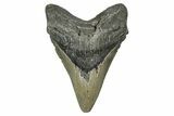 Serrated, Fossil Megalodon Tooth - North Carolina #343386-1